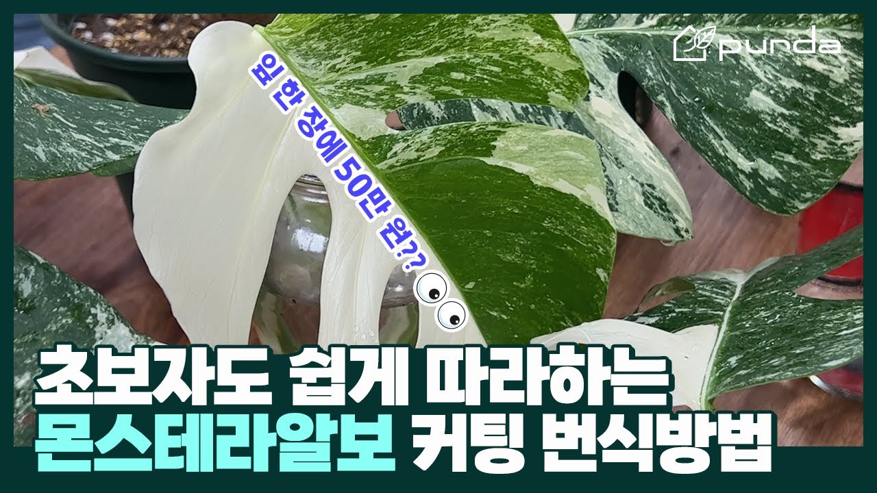 몬스테라 알보 커팅✂ 번식방법국민 식테크 식물 몬스테라 알보 입문서📖👨‍🏫│원데이 가드닝클래스│[식물가게 푸르다💚]