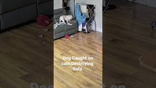 Dog Caught Destroying Sofa😱😨#frenchbulldog #petsathome #dog #pets #dogfood #funnydogvideos