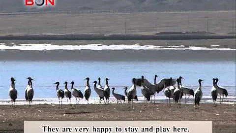 Black necked cranes in Linzhou County- China Travel New Links - Episode 170 - BONTV China