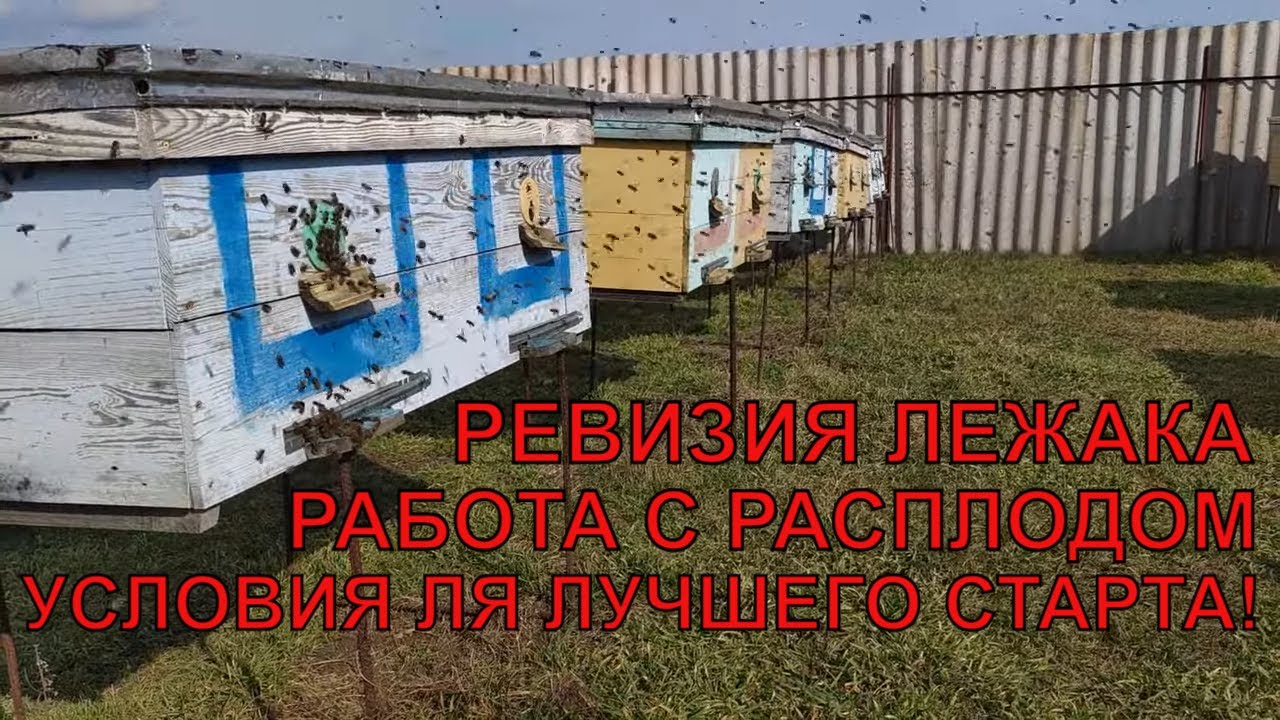 РЕВИЗИЯ В ЛЕЖАКЕ РАБОТА С РАСПЛОДОМ как правильно корректировать семьи ...