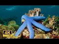 Star Fish 4k Amazing Starfish In Undersea Ultra Hd 