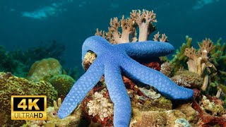 Star fish 4k Amazing Starfish in Undersea Ultra Hd