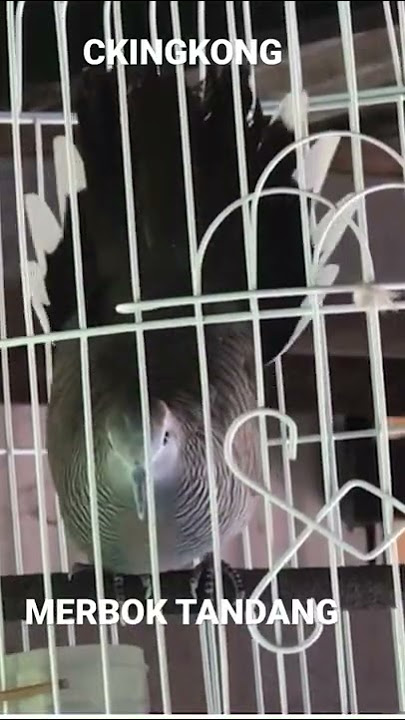 Suara Merbok Kampung FULL Tandang Derak KASAR - Perkutut Lokal Gacor Mancing Lawan