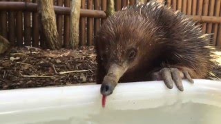 Even an echidna needs a cool drink and a nap on a steamy Sydney day