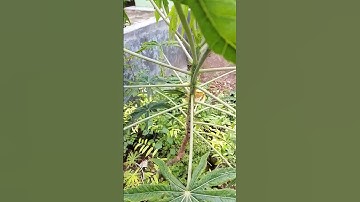 daun betadin, mengobati luka luar  seperti luka sayat & luka bakar ringan  #tanamanobat  #shorts#fyp