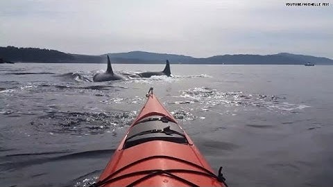 Yikes! 30 killer whales surrounded her kayak!