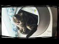 【CAT LINK】全自動ねこトイレを購入したレビュー！常に清潔なトイレ￤Fully Automatic Cat Litter Box