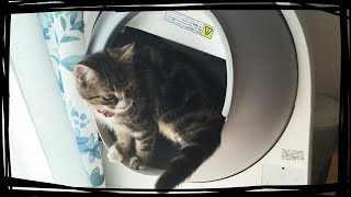 【CAT LINK】全自動ねこトイレを購入したレビュー！常に清潔なトイレ￤Fully Automatic Cat Litter Box