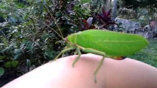 Насекомые Камбоджи - Цикада. Insects Cambodia - Cicada. Насекомые Камбоджи - Цикада. Insects Cambodia - Cicada.