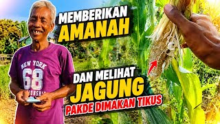 BERKUNJUNG TEMPAT PAKDE NARTO JAGUNG NYA DISERANG TIKUS