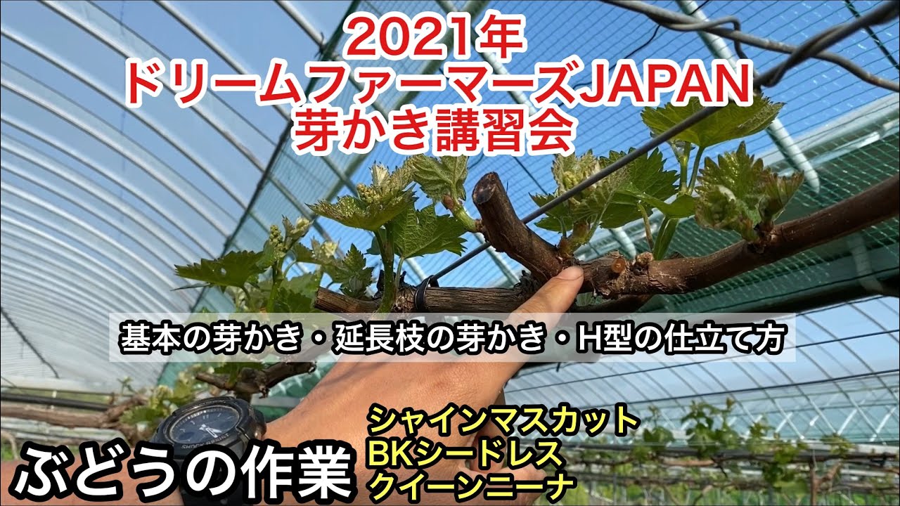 「ぶどうの作業」社内向け芽かき講習会を開催しました。