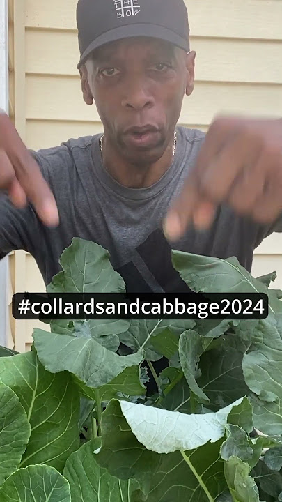$500 Collard Greens and Cabbage #collardsandcabbage2024 Challenge