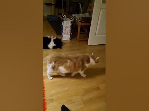Väck ej den björnhund som sover - YouTube