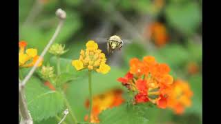 Bee's - 9 - 001.09 -  Photo