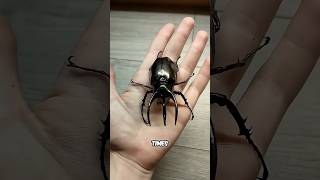 This Beetle Can Lift 800x Its Own Weight 😱
