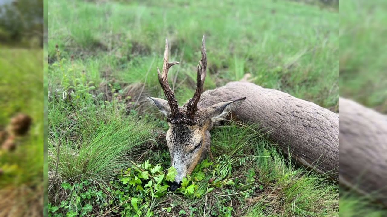 Download Proljetni lov na srnjaka + odstrel | Spring roebuck hunt 🍀🌳🦌