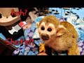 Baby monkey ollie immunizations  veterinary visit monkeyboocrew