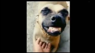 hihihihi Dog Funny Laughing meme for videos | no copyright