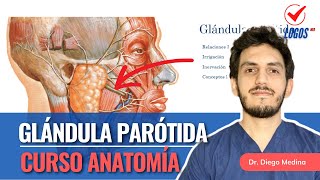 Glándula Parótida Curso Anatomía Humana