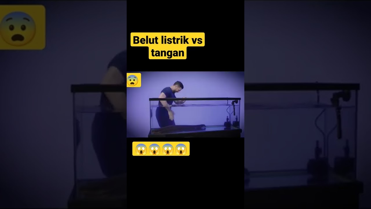 ketika tangan kita menyentuh belut listrik