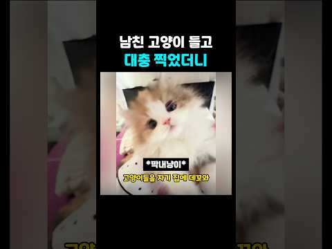 아기냥이 꼬리를 만졌더니 thumbnail