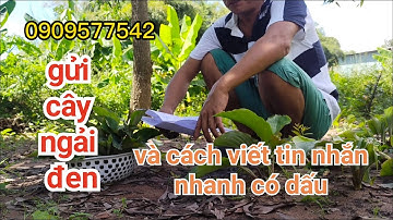 Gửi cây ngải đen đến với cả nhà và hướng dẫn cách viết tin nhắn có dấu nhanh nhất