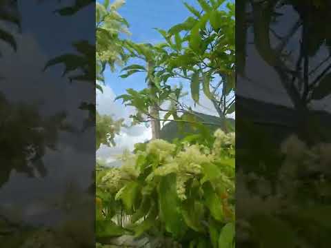 Video 4800k BẠCH SƠN LIỄU LÁ NHỎ CỐT TO GIÀ CỘI ĐANG SIÊU... - youtube
