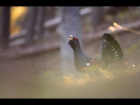 Video: Caza del urogallo: características y métodos