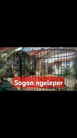 🔴burung sogon gacor nembak ngelepe #kicaumania #pancingansogonagarbunyi #sogon #pikatsogon