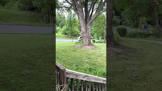Early afternoon train sounds #shorts #ytshorts #viralshort #freighttrain #trainsounds 6/15/26