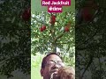 Fruits &, Vegetables. Red Jackfruit #fruit #shortsfeed #jackfruit #ytshorts