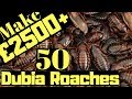 Make £2500 With 50 Dubia Roaches