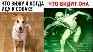 УПОРОТЫЕ МЕМЫ ПРО ШКОЛУ - ЧТО ВИЖУ Я КОГДА ИДУ К СОБАКЕ и ЧТО ВИДИТ ОНА УПОРОТЫЕ МЕМЫ ПРО ШКОЛУ - ЧТО ВИЖУ Я КОГДА ИДУ К СОБАКЕ и ЧТО ВИДИТ ОНА