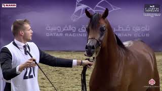 N 220 OMEIR AL SRAIYA   12th Qatar National AHS for Individual Owners 2024   Colts 2 Years Old   Sec