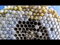 Yellow Jackets HUGE nest Infestation Wasp Sting ASMR