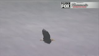 Eagle spotted soaring over the Mississippi River in Madison County Ill.