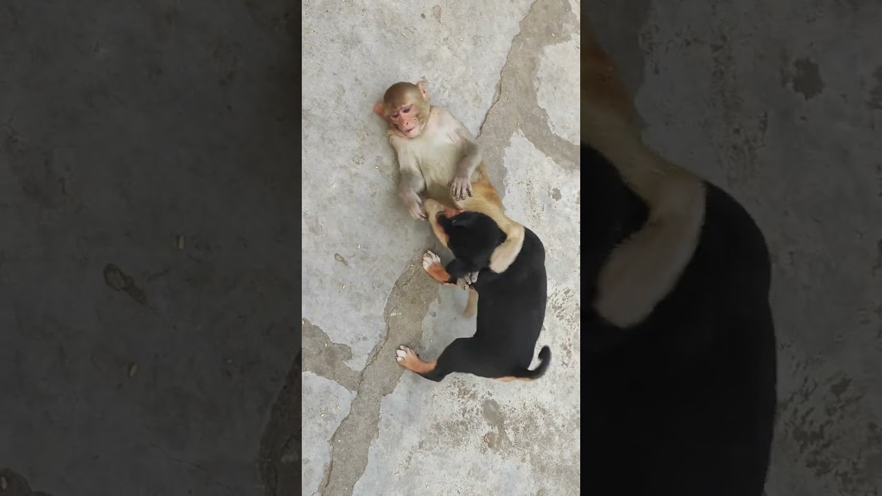 प्यार व लड़ाई 