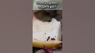 почему муравьи лезут в дом? #shorts