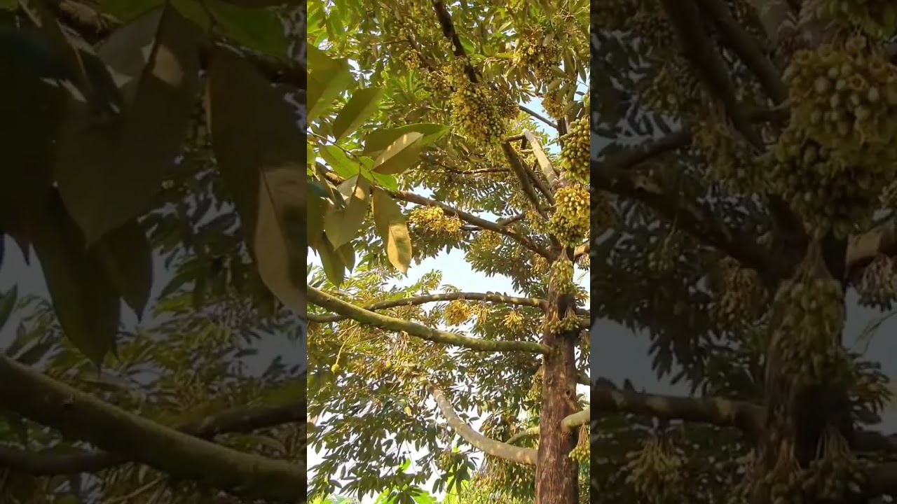 beautiful durian flower, 