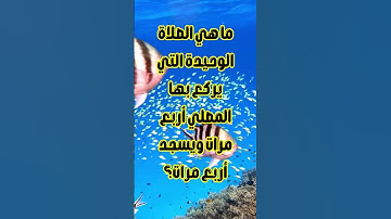 ما هو الحرف الذي خلت منهُ كل أسماء سور القرآن الكريم ؟ @BeWithGodNotWorry