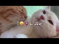 جانانه زما تانه زار شمه زه