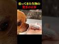 女が拾った生物の衝撃的な正体