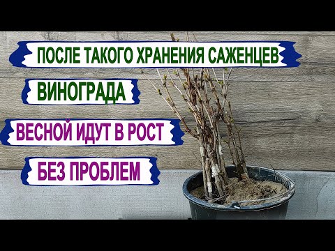 🍇 Не ПОШЛИ в рост САЖЕНЦЫ ВИНОГРАДА весной? Вот как нужно хранить саженцы в погребе. 100 результат.