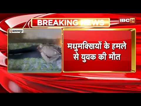 Balrampur Bee Attack: बलरामपुर में मधुमक्खियों का हमला! जंगल गए युवक की मौत | Chhattisgarh News