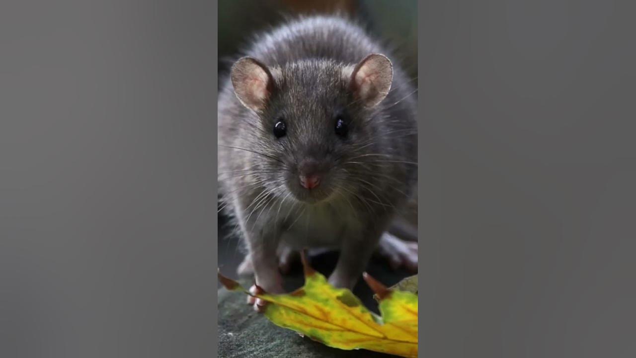 Серая мышь читать полностью. Крыса. Красивые крысы. Серая мышь. Эстетика серой мыши.