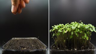 Growing Kale Microgreens Time Lapse
