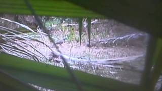 Si Bancai Tapau Ke 35-Parit King B.pht