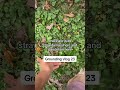 Grounding Vlog 23
