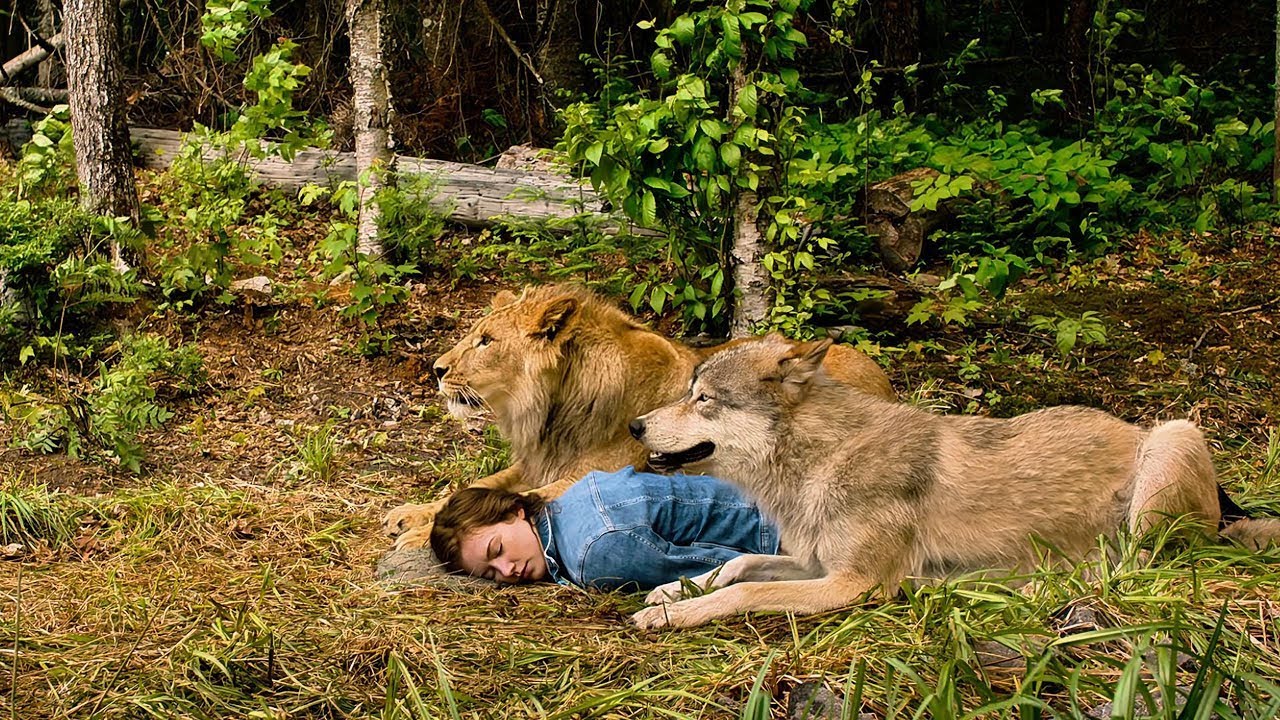 Она упала в обморок в лесу, и ее спасли только волк и лев.