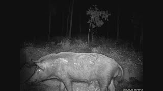 Look how many big feral pigs we catch on the trail cam, having a midnight feed.
